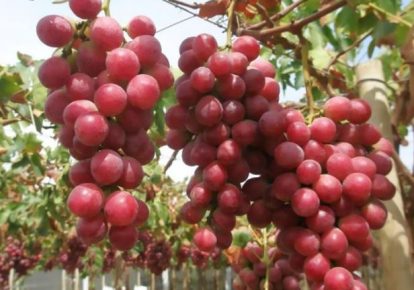 خرید نهال انگور ردگلوب درشت – کیفیت درجه یک وارداتی