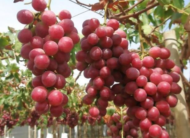 خرید نهال انگور ردگلوب درشت – کیفیت درجه یک وارداتی