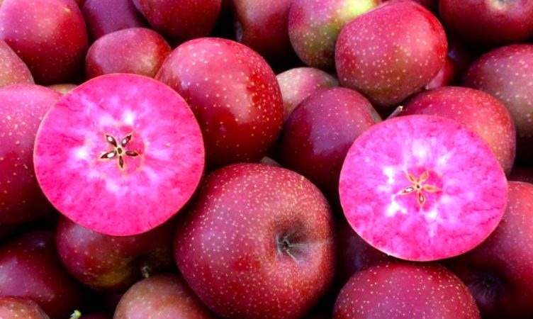 خرید نهال سیب خونی باردهی از سال اول با رشد سریع