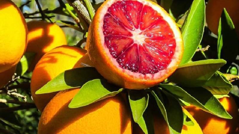نهال ۲ ساله پرتقال خونی وارداتی اصل