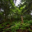 تاثیر تغییرات اقلیمی بر جنگل ها + بررسی جامع