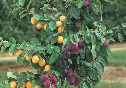 پیوند زدن چند میوه بر روی یک درخت چگونه است