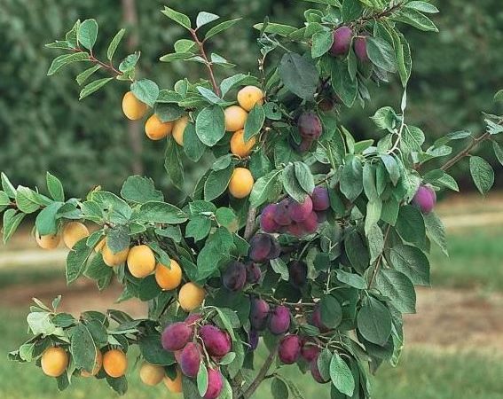 پیوند زدن چند میوه بر روی یک درخت چگونه است